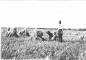 Henry Stelfox, sa fille Margaret, et son wolfhound "Bounce" en 1917 sur sa ferme  Springdale.