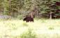 Un ours noir, Maskwa en Cri
