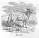 Le mouton (Source: Lectures courantes : cours moyen, Tours, 1882, p.134.)