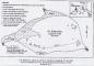 L'île Sheldrake (carte de J. Davidson, Miramichi)