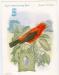 Carte publicitaire - recto : scarlet tanager