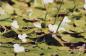 Hydrocharide grenouillettes, plante trs envahissante des les de Sorel