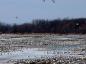 Les premires oies blanches arrives dans la plaine inondable de Baie-du-Febvre