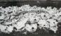 Cimetire des marsouins, crnes de la "pche miraculeuse" de 1929