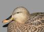 Canard d�coratif r�alis� par St�fane Bougie (1965-  ) de Saint-Timoth�e (d�tail)