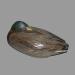 Colvert m�le endormi provenant de la r�gion du lac Saint-Pierre