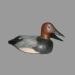 Appelant de chasse (morillon � dos blanc) r�alis� par Fran�ois Dupuis de Saint-Anicet