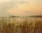 Groupe de bernaches dans la brume matinale pr�s de l'�le Carillon sur le lac des Deux-Montagnes