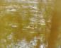 Femelle morillon nageant dans la baie du Ruisseau noir  Rigaud