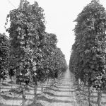Houblon, Coldstream Ranch, non daté