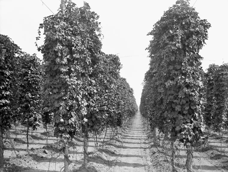 Photo en noir et blanc montrant les rangs d’un champ de houblon à maturité.