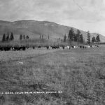 Bétail,  *Coldstream Ranche*, Vernon (C.-B.), sans date