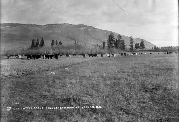 Photo en noir et blanc d’un champ avec des vaches sur un fond d’arbres et de collines.