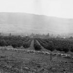 Verger de pommes, Coldstream Ranch, 1900-1910