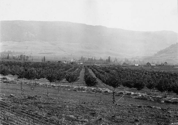 Photo en noir et blanc d’un jeune verger avec les collines de la vallée en arrière-plan.