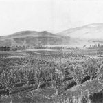 Vergers de Coldstream Ranch, vers 1895