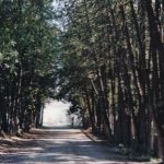 L’« avenue des Cèdres » dans le parc de Guisachan, sans date