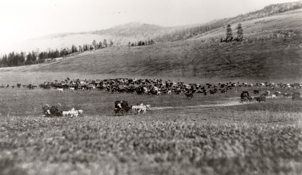 Photo en noir et blanc de pâturages avec des vaches. On voit trois chariots et des chevaux avec des cavaliers sur une route.