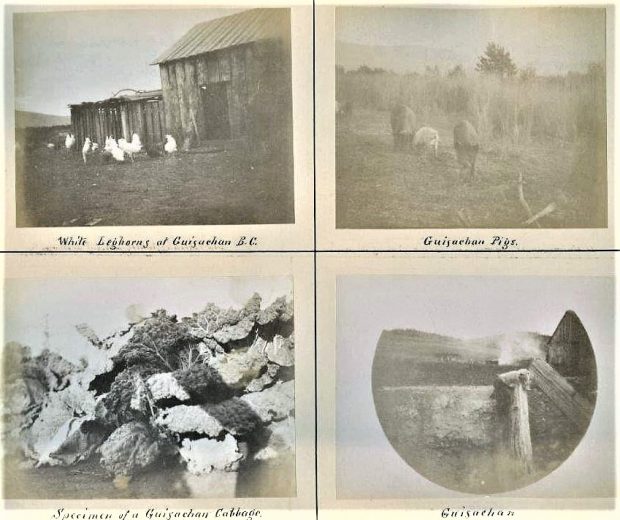 Ensemble de quatre photos décolorées. L’une représente des poulets devant une grange; une autre, des cochons dans un champ; une autre, des choux, et la dernière, un morceau d’édifice en bois dans un champ.