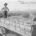 Prunes, vergers de Coldstream, vers 1910