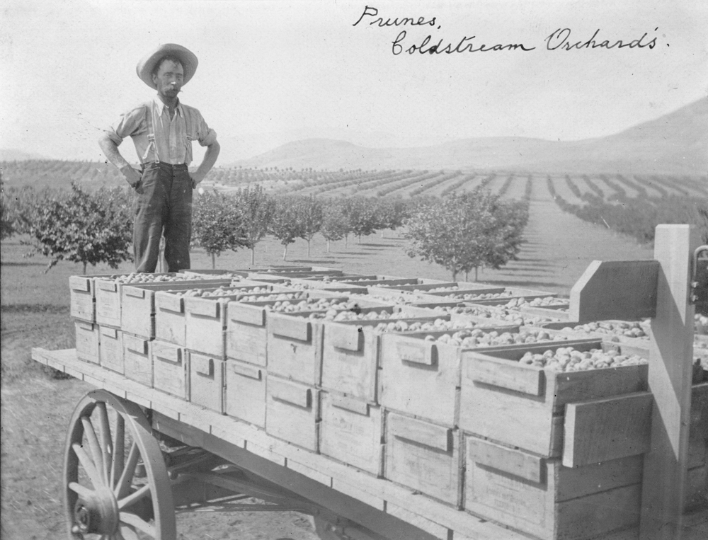 Photo en noir et blanc montrant un homme debout à l’arrière d’une remorque chargée de caisses de fruits.