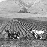 Les champs de houblon de Coldstream Ranch, vers 1900