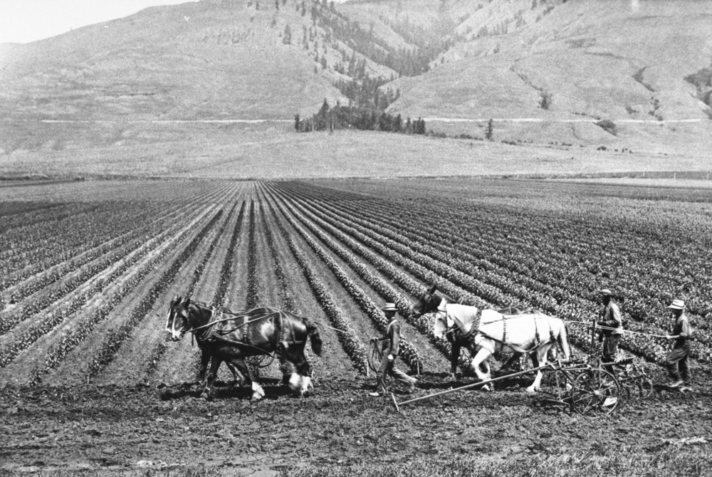 Photo en noir et blanc représentant des rangées de plants bas s’étendant vers les collines qui apparaissent en arrière-plan. On voit deux chevaux et trois hommes en train de labourer.
