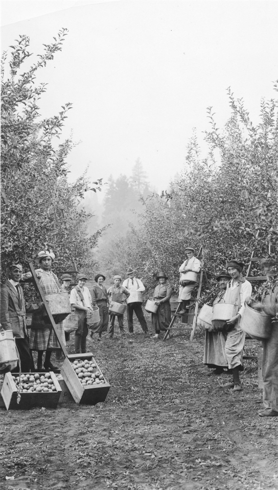 Photo en noir et blanc de douze hommes et femmes dans un verger avec des caisses de pommes et des sacs de ramassage.