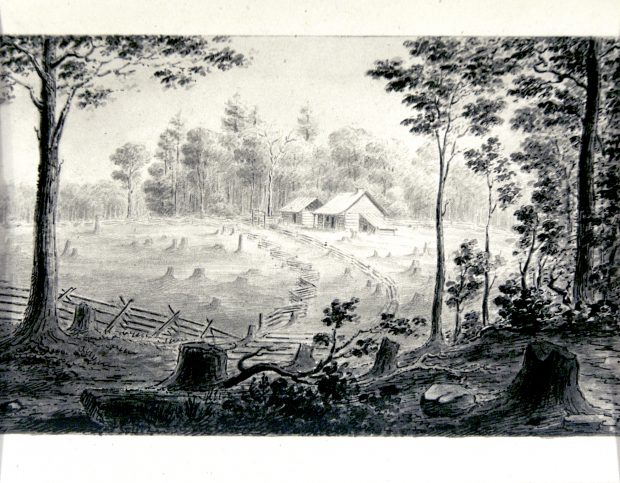Esquisse d'un terrain partiellement défriché c. 1840. Les arbres sont au premier plan, puis les souches et un chemin d'accès aux bâtiments.
