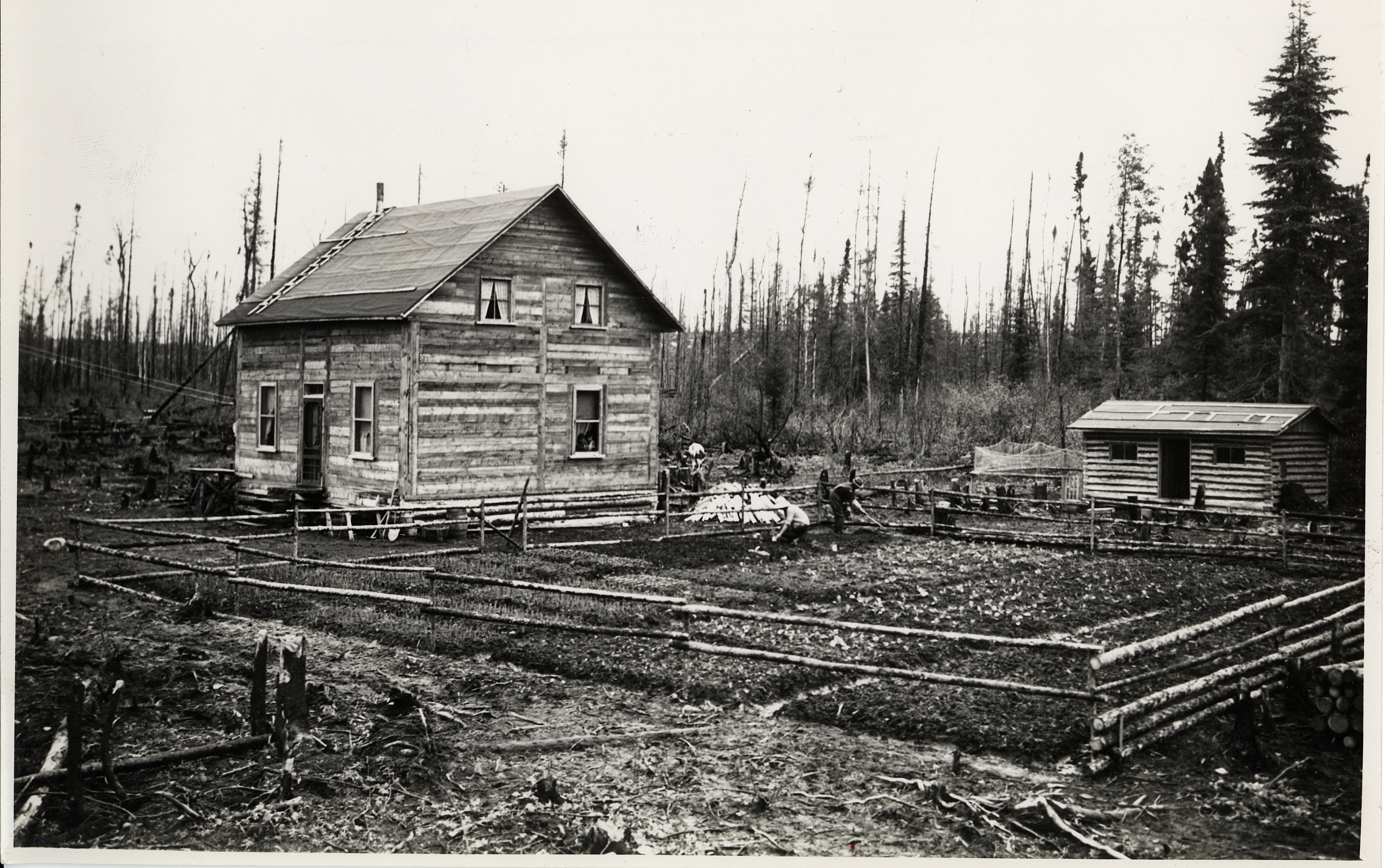 Photographie en noir et blanc d’une habitation de colons. Une maison carrée est recouverte de planches de bois et d’un toit à deux versants droits. À proximité, on retrouve une petite remise en bois rond. À droite de la maison se trouve un grand jardin entouré d’une clôture de perches. Deux adultes y travaillent. 