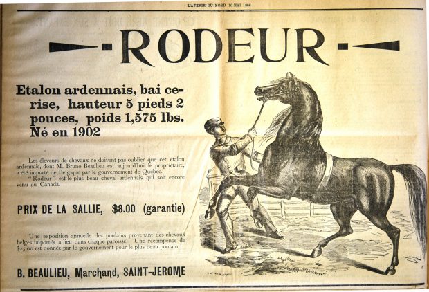 Image d’une annonce parue dans le journal L'Avenir du Nord du 10 mai 1906. L’annonce propose les services d’accouplement de Rodeur l’étalon ardennais importé de Belgique par le gouvernement du Québec. À la droite du texte, on présente la gravure d’un étalon fougueux et d'un homme qui tente de le contrôler à l’aide d’une bride.