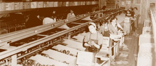 Photo sépia représentant des femmes travaillant dans un vieil édifice. Elles trient des pommes, les enveloppent et les mettent en caisse.
