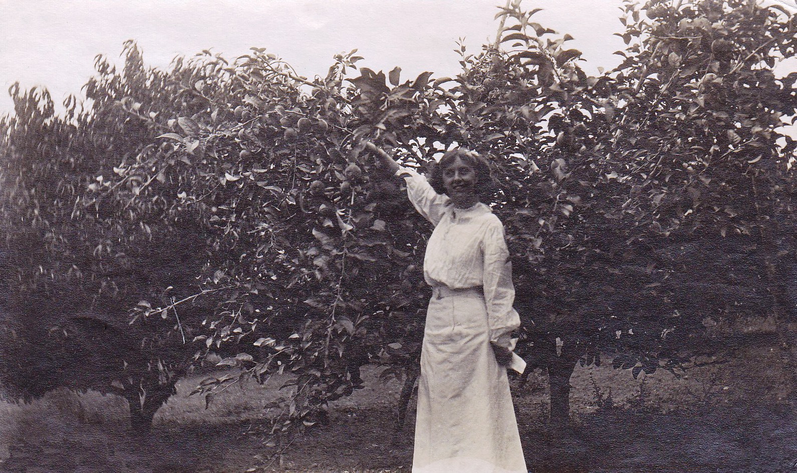 Photo en noir et blanc représentant une jeune femme portant un corsage de style victorien et une longue jupe blanche; elle est devant un arbre de taille moyenne sur lequel elle cueille une pomme.