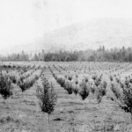 Exploitation fruitière de Duck Lake en 1911