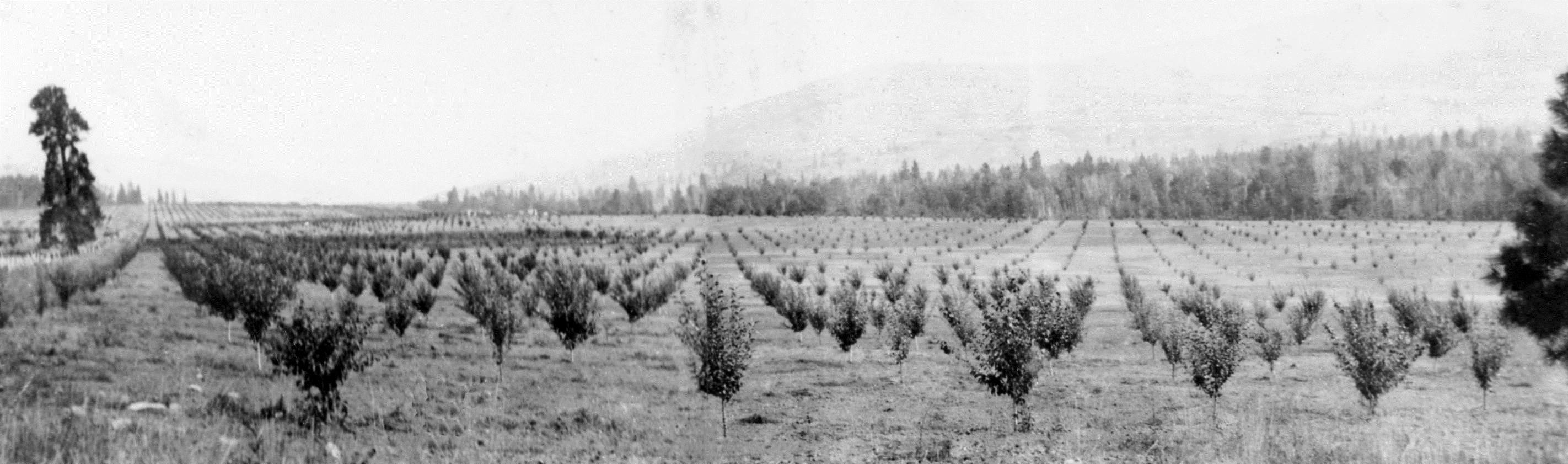 Photo en noir et blanc représentant des rangées de jeunes arbustes dans un grand champ plat avec une forêt et une colline en arrière-plan.