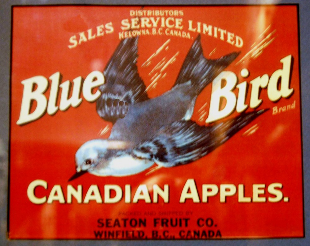 Photo en couleur d’une étiquette de caisse de pommes de la marque Bluebird provenant de la station fruitière Seaton de Winfield. L’étiquette représente un oiseau bleu en vol sur fond rouge.