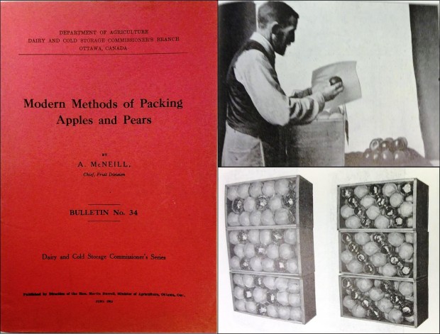 Photo en trois parties représentant une brochure. La partie gauche représente la couverture rouge de la brochure portant le titre : « Modern Methods of Packing Apples and Pears, by A. McNeill, Chief, Fruit Division. Published by Direction of the Hon. Martin Rurrell, Minister of Agriculture, Ottawa, Ont., June 1913 » (Méthodes modernes de mise en caisse des pommes et des poires, par A. McNeill, Responsable, Département des fruits. Publié sous la direction de l’Honorable Martin Rurrell, Ministre de l’Agriculture, Ottawa (Ont.), juin 1913). La photo en noir et blanc en haut à droite représente un homme enveloppant une pomme dans du papier de soie. La photo en noir et blanc en bas à droite représente six caisses de pommes conditionnées selon des dispositions différentes.