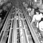 La chaîne de conditionnement de la Vernon Fruit Union de Winfield au début des années 1940