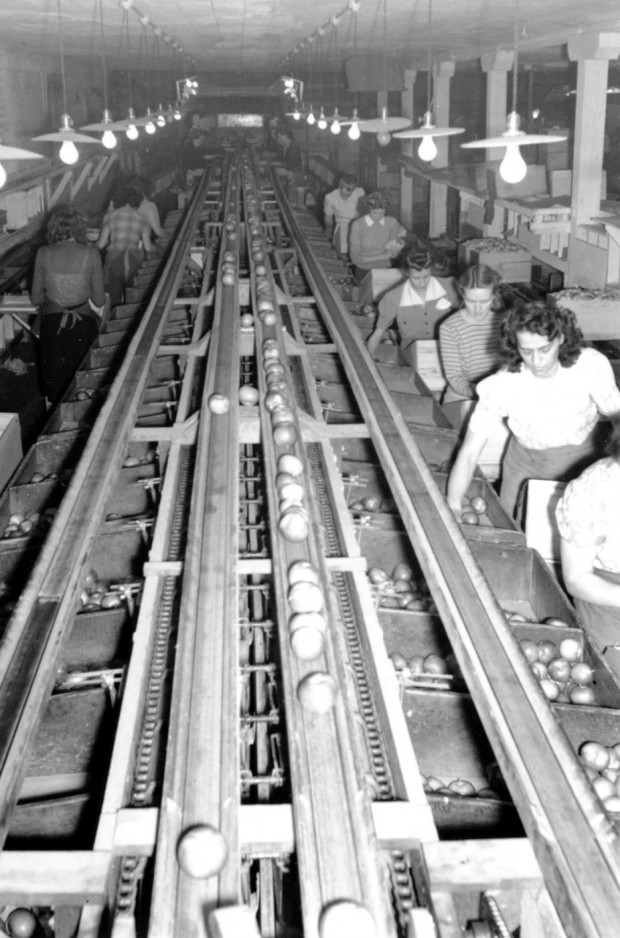 Photo en noir et blanc de l’intérieur d’un édifice. Des femmes se tiennent de chaque côté d’un tapis roulant sur lequel défilent des caisses de pommes; les femmes de droite font face au photographe et les femmes de gauche lui tournent le dos. Chacune des femmes attrape une pomme dans la boîte se situant à sa droite, l’enveloppe dans du papier de soie et la dépose dans une caisse devant elle.