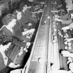 La chaîne de triage de la Vernon Fruit Union de Winfield au début des années 1940
