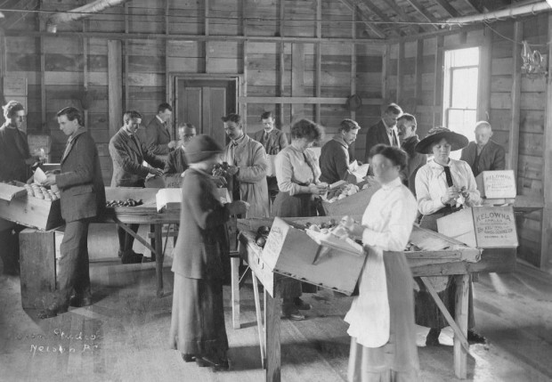 Photo en noir et blanc représentant quatre femmes et onze hommes debout le long de quatre tables, à l’intérieur d’une station fruitière. Le centre de chaque table est recouvert d’une toile de jute contenant des pommes que les personnes trient, puis enveloppent et placent finalement dans une caisse posée à leur hauteur devant elles.