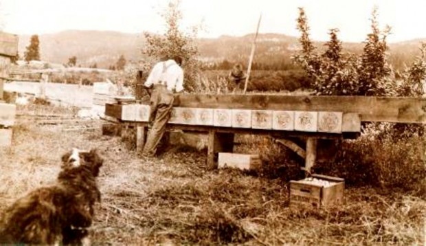 Photo sépia représentant un homme en tenue de travail, à l’extérieur, tournant le dos au photographe. Il est en train de déposer des pommes dans plusieurs caisses de bois alignées sur un banc. Au premier plan, un chien noir et blanc regarde l’homme.