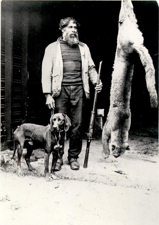 homme à la barbe pleine, tenant son fusil en position verticale, chien à gauche, carcasse de couguar suspendue à droite, longueur estimée des pattes à la queue : 2,5 m