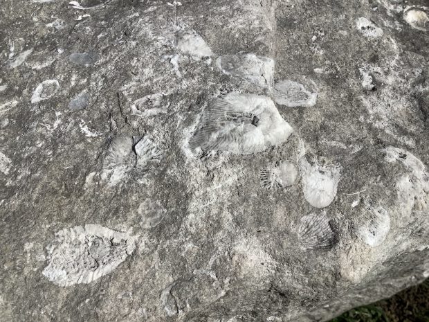  Une surface rocheuse grise et blanche présentant des lignes fossiles rayonnantes
