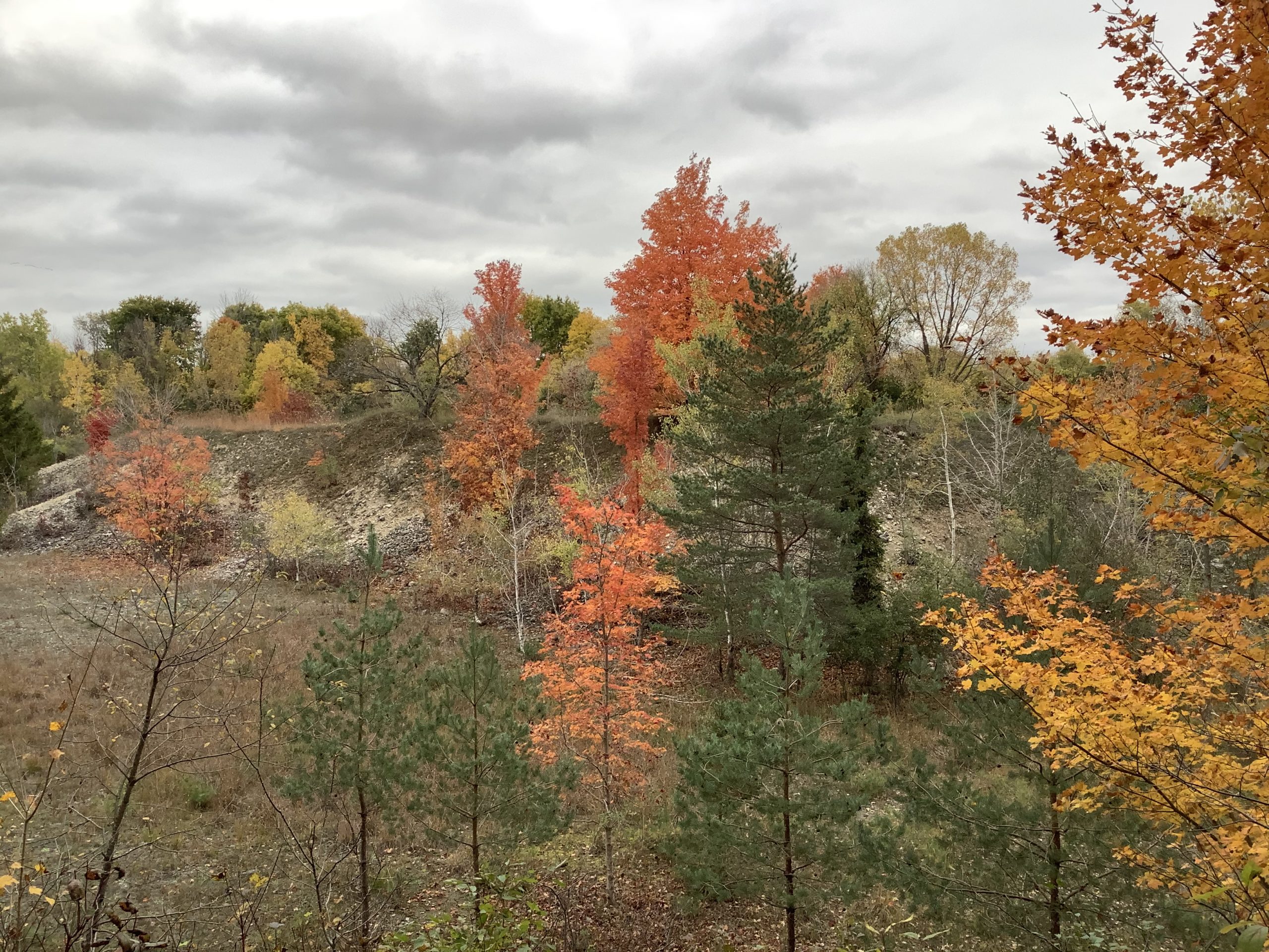 Une forêt mixte de feuillus et de conifères à l'automne dans la zone de conservation de Wildwood