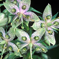 Plante avec une grappe de quatre pétales sur chaque tige