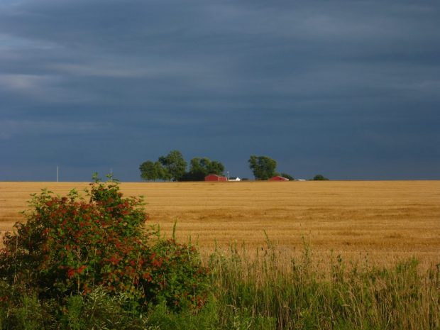Une image d’un paysage agricole dans la région de Beachville