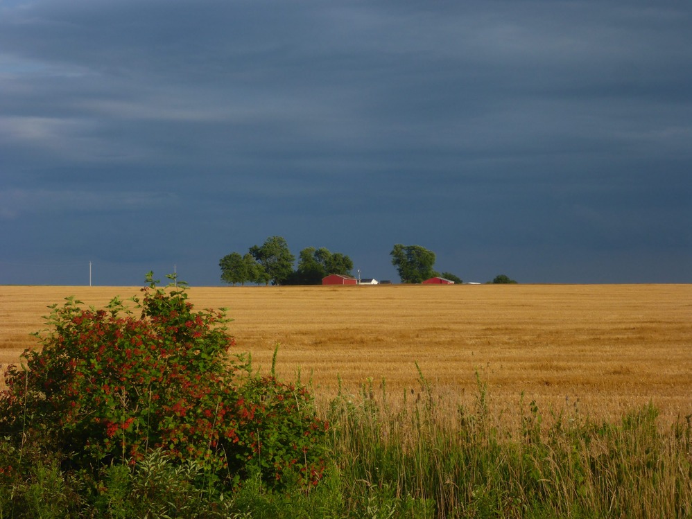 Une image d’un paysage agricole dans la région de Beachville