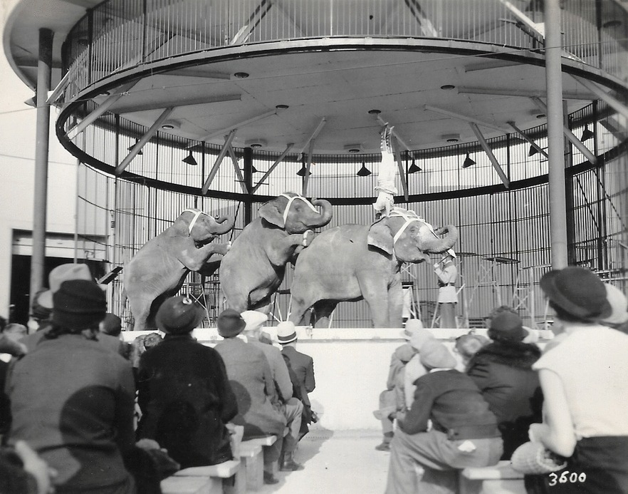 Une photo en noir et blanc d’éléphants de cirque qui font un numéro dans une grande cage ronde située sur une scène; sur un des éléphants, un artiste de cirque se tient en équilibre sur les mains devant un auditoire assis