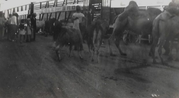 Une photo en noir et blanc de chameaux, de zèbres et de lamas qui sont conduits vers un wagon sur lequel il est écrit Cole Bros, il y a des gens en arrière-plan